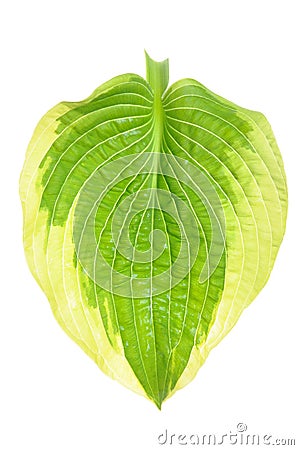 Hostas single leaf Stock Photo