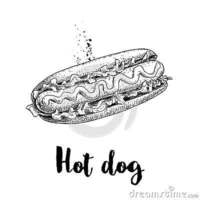 Hot dog sketch hand drawn. Fast food retro illustration. Fresh bun with grilled sausage and mustard or ketchup and lettuce leaves. Vector Illustration