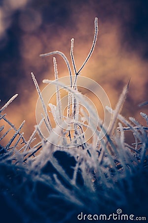 Hot frost frosty grass and sunrise sunlight Stock Photo