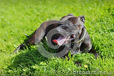 Hot panting dog Stock Photo