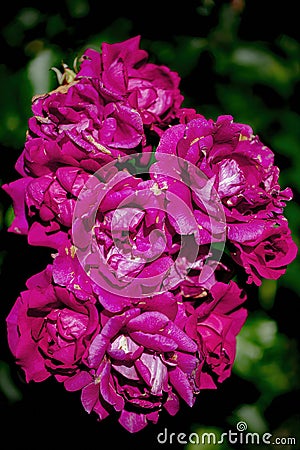 Hot Pants floribunda rose with hot deep pink semi double flowers with a reverse of silvery white on the petals Stock Photo