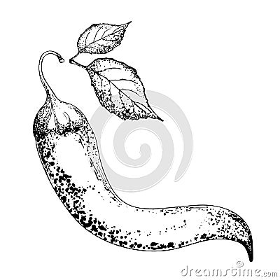 Hot pepper drawing. Chili sketch with leaves. Black and white drawing. Organic vegetables. Sketch of vegetables Vector Illustration