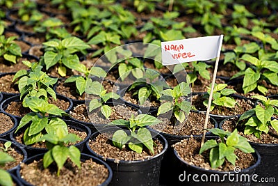 Hot Pepper Saplings in a Greenhouse Stock Photo