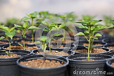 Hot Pepper Saplings in Pots Stock Photo