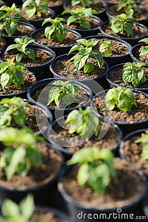 Hot Pepper Saplings in Pots Stock Photo