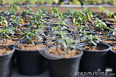 Hot Pepper Saplings in Pots Stock Photo