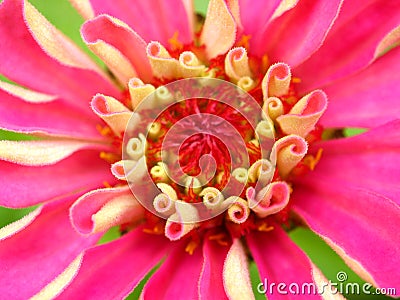 Hot pink flora Stock Photo