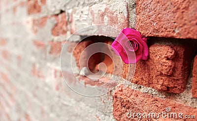 Hot Pink Rose Stashed into Crevice of a Brick and Mortar Wall Stock Photo