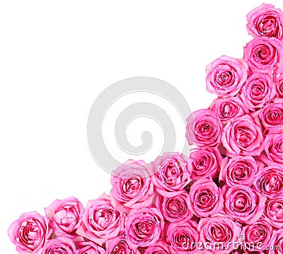 Hot Pink Roses over white background Stock Photo