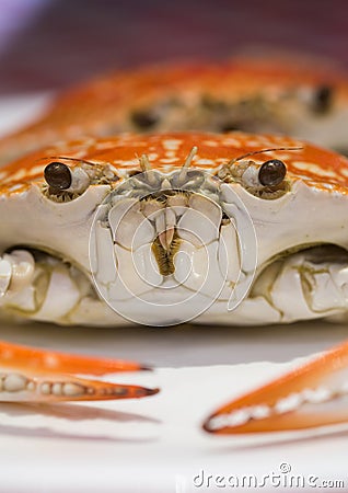 Hot Steamed Crabs Stock Photo