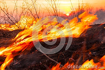 On a hot summer day, dry grass is burning on the field. Burning Stock Photo