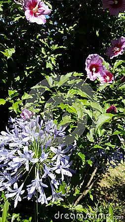 Violet Hibiscus summer garden Stock Photo