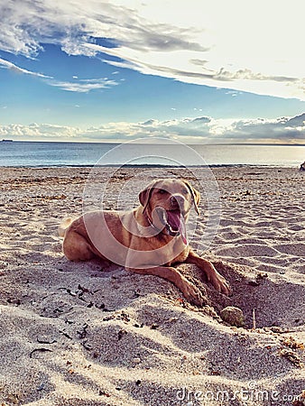 Hot and tired Labrador retriever dog on beach Stock Photo