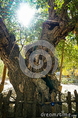 Hotan - King of Walnut Trees in Xinjiang Stock Photo