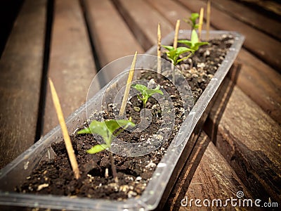 Hotbed of peppers Stock Photo