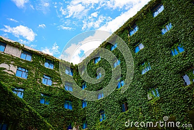 Hotel windows smothered in creepers(Green leaf bush) Stock Photo