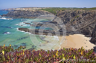 Hottentot-fig growing on the edge of the cliff Stock Photo