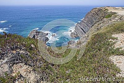 Hottentot-fig growing on the edge of the cliff Stock Photo