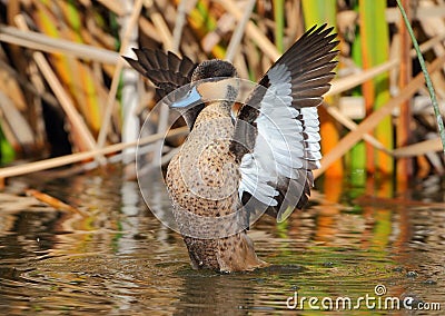 Hottentot Teal Stock Photo