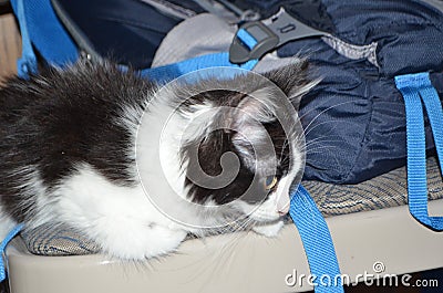 Houdini's Big Adventure, Backpacking, Kitten Escape Stock Photo