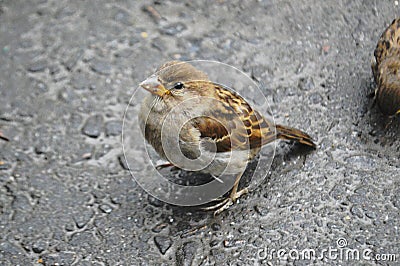 Houme sparrows in summer inaugust Stock Photo