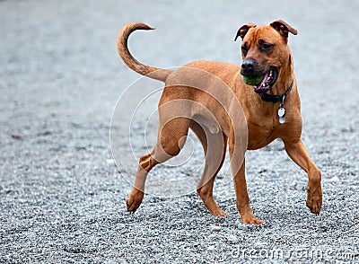 A hound bringing the ball back Stock Photo