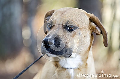 Hound Cur mixed breed dog with black muzzle Stock Photo