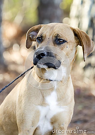 Hound Cur mixed breed dog with black muzzle Stock Photo