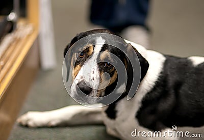 Hound dog on the floor. Stock Photo