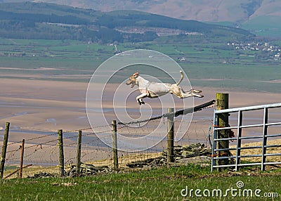 Hound dog jumping gate Stock Photo