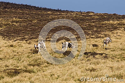 Hound dogs racing on Moors Stock Photo