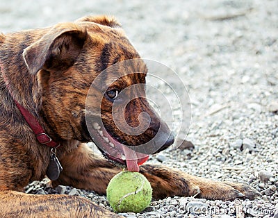 A hound enjoying his ball Stock Photo