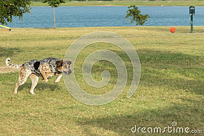 Hound with its eye on the ball in a dog park Stock Photo