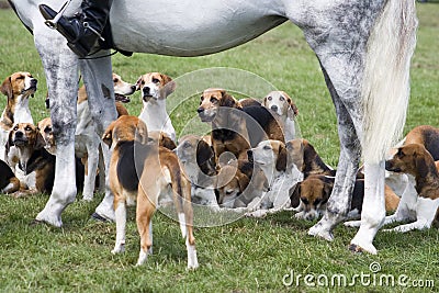 Hounds Stock Photo