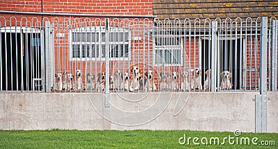 Hounds Stock Photo