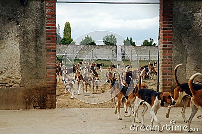 Hounds Stock Photo