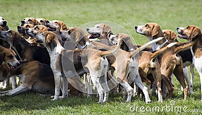 Hounds ready to hunt Stock Photo