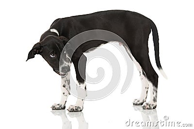 Scandinavian hound puppy sitting on white background Stock Photo