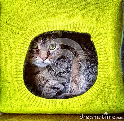 The house for the cat. The domestic cat lies in a beautiful bright house in green Stock Photo