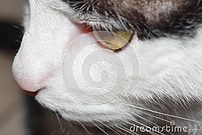 The house cat lends itself to being a `model` Stock Photo