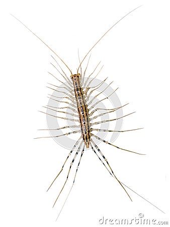 House centipede (Scutigera coleoptrata). Stock Photo