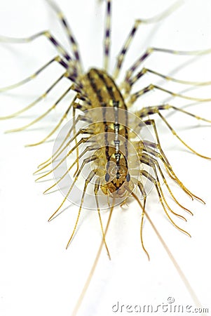 House centipede (Scutigera coleoptrata) Stock Photo