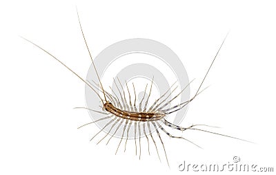 House centipede, Scutigera coleoptrata Stock Photo