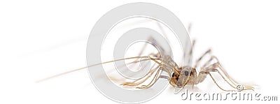 House centipede, Scutigera coleoptrata Stock Photo