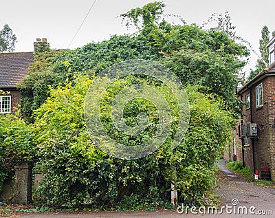 Hidden Tree covered house Stock Photo