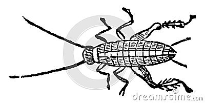 House Cricket Larva vintage illustration Vector Illustration