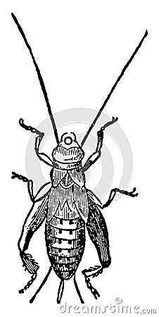 House Cricket Pupa vintage illustration Vector Illustration