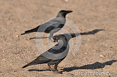 House crow on the beach of the Red Sea in Eilat. Birds looking for food. Israel Stock Photo