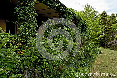 House exterior covered with vine. Stock Photo
