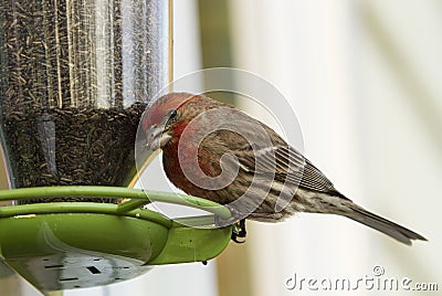 House Finch on Bird Feeder Stock Photo